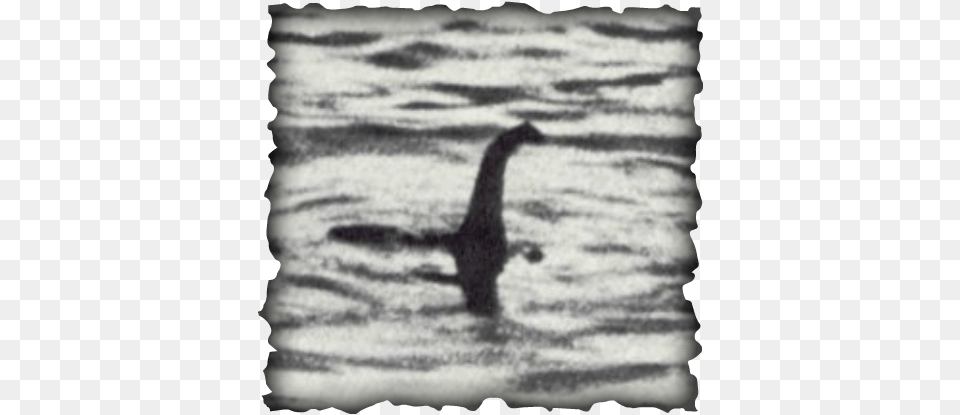 The Loch Ness Monster Hoax Was About Two Guys Named Luckness Monster, Animal, Waterfowl, Cormorant, Bird Png Image