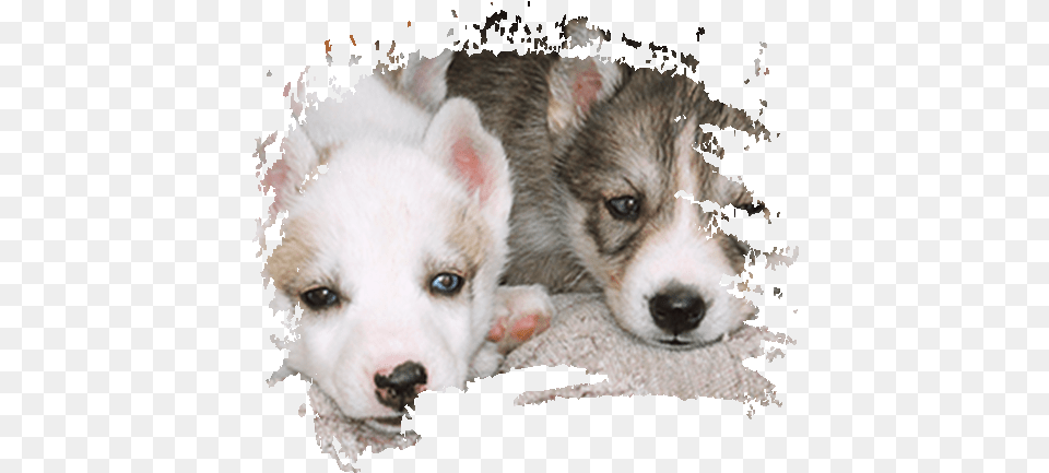 The Love Of A Hundred Dogs, Animal, Canine, Dog, Husky Free Transparent Png