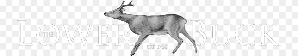 The Lower Buck Logo Waddington Elk, Animal, Antelope, Deer, Mammal Png