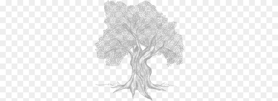 The Magnificent Olive Tree Drawing, Gray Png Image