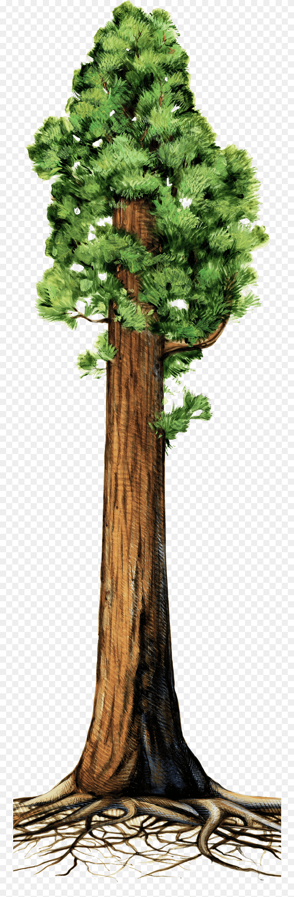 The Making Of A Giant Giant Sequoia Tree Clipart, Plant, Tree Trunk, Conifer Free Transparent Png