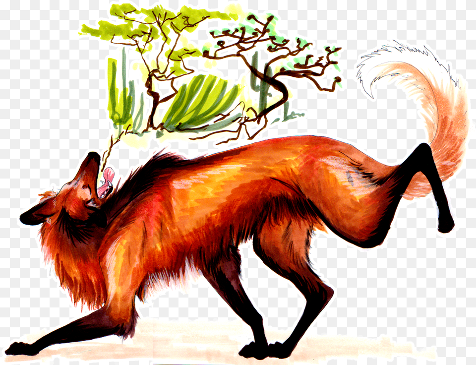 The Maned Wolf Is A Canid From South America That Lives, Animal, Mammal, Wildlife, Fox Png Image