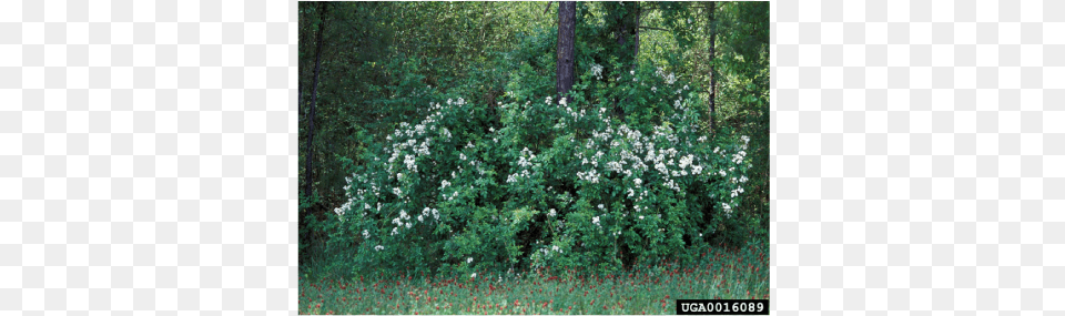 The Mass Of Vines Can Grow Heavy Enough To Bend Trees Multiflora Rose Invasive, Land, Nature, Outdoors, Plant Free Transparent Png