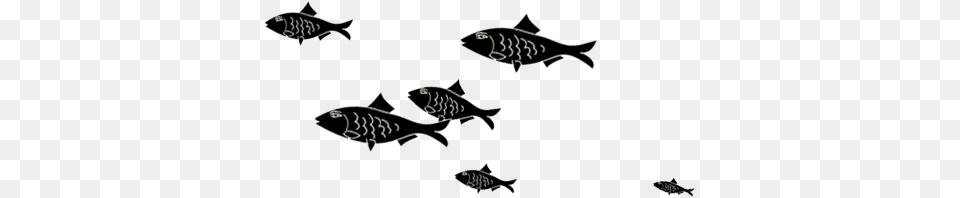 The Mermaid Inn, Animal, Coho, Fish, Sea Life Png