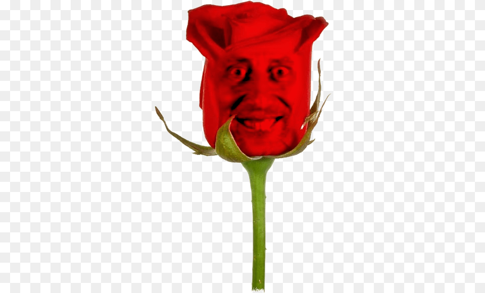 The Michael Rosen Rose Lovely Single Red Rose Hd Full Garden Roses, Flower, Plant, Person Png