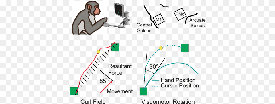 The Monkeys Adapt To Two Kinds Movement Perturbations Visuomotor Learning, Animal, Mammal, Monkey, Wildlife Free Transparent Png