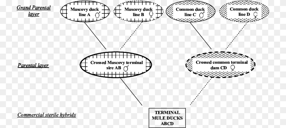 The Mule Four Way Cross Breeding Scheme Four Way Cross Breeding, Text Png