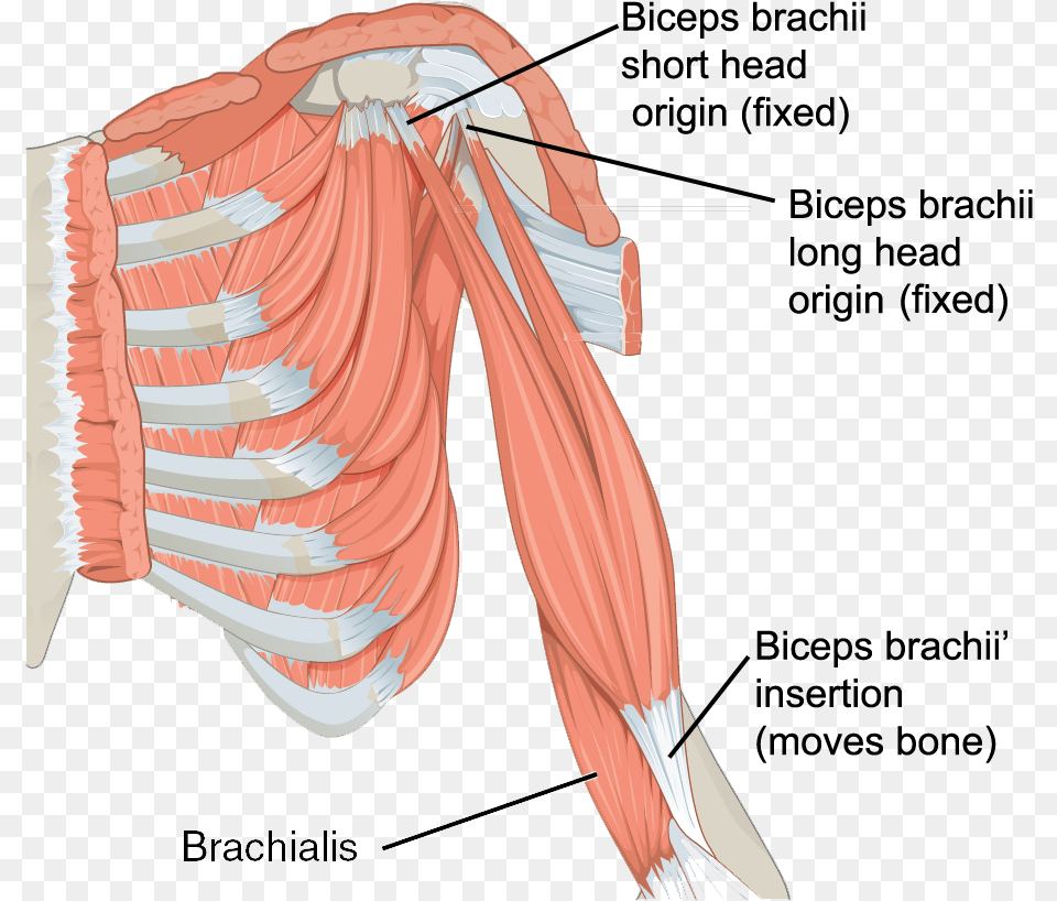 The Muscles Of The Arm Triceps Brachii And Brachialis, Body Part, Face, Head, Neck Free Png Download