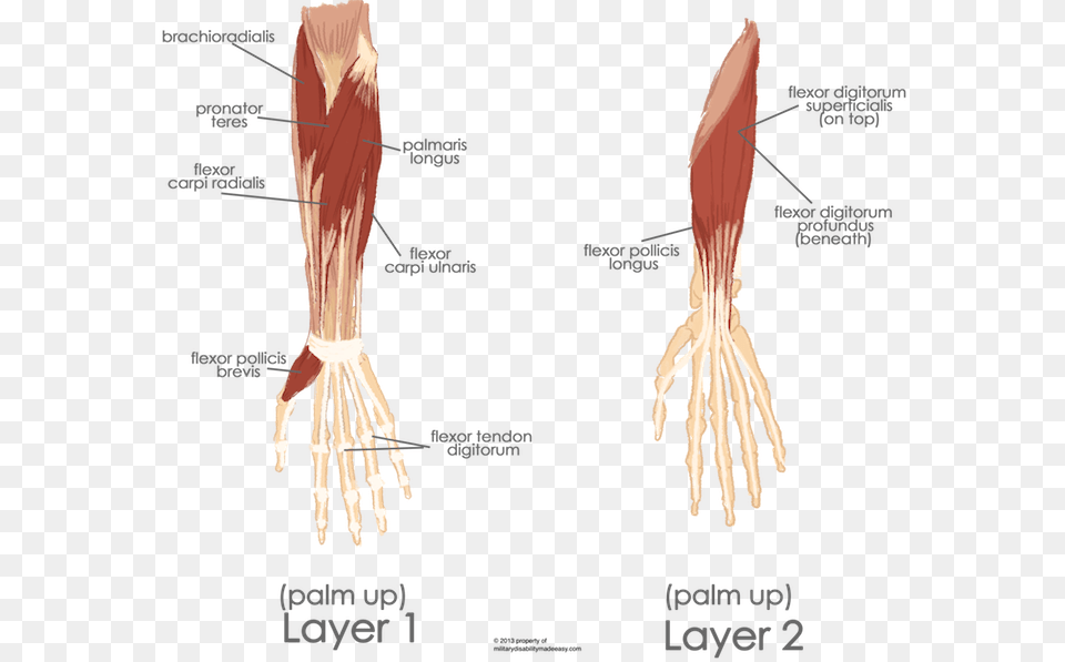 The Muscles Of The Hand And Forearm Flexor Carpi Ulnaris And Flexor Digitorum Profundus, Plant, Root Png