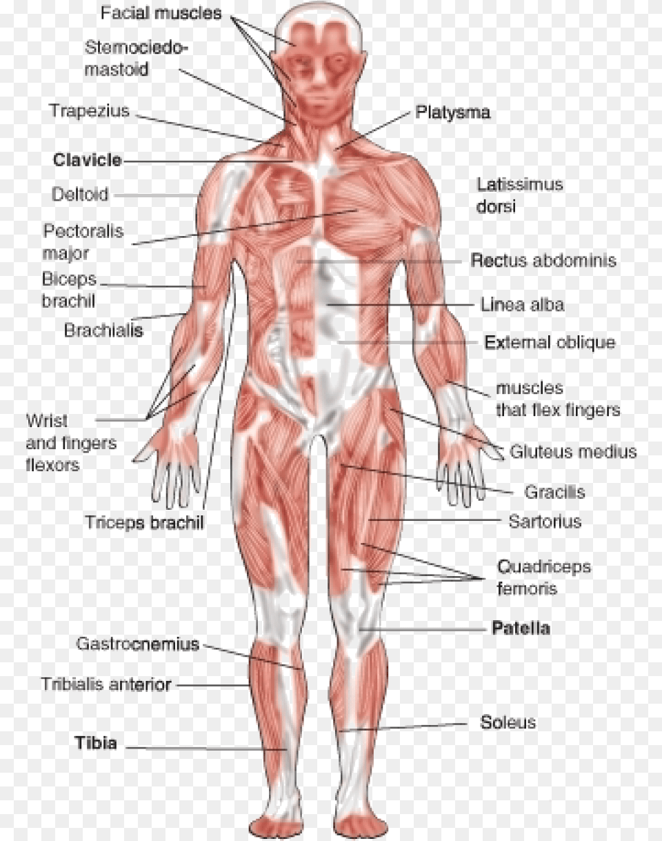 The Muscular System Is The A System For Humans And Muscular System Diagram, Adult, Male, Man, Person Free Png