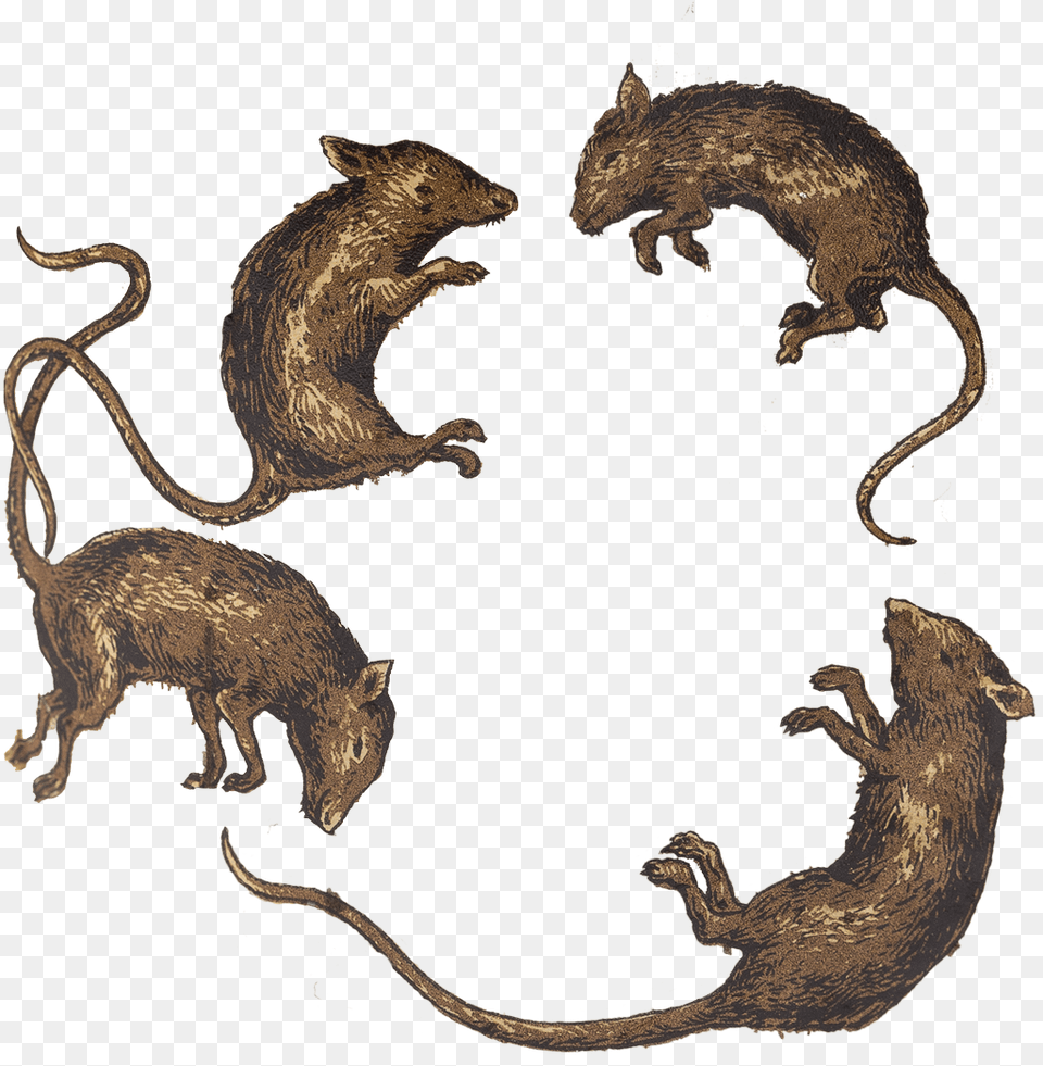 The Museum Of English Rural Life On Twitter Mouse, Animal, Mammal, Rat, Rodent Free Transparent Png