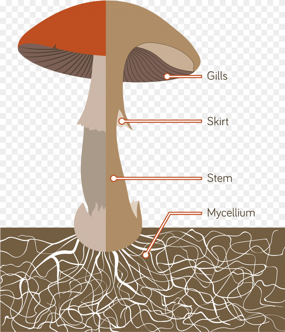The Mushrooms We Eat Are The Fruiting Bodies Of A Giant Mushroom Anatomy, Agaric, Fungus, Plant, Amanita Free Png Download