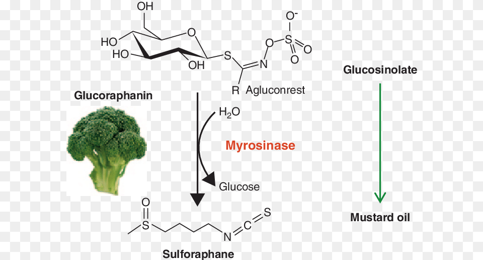 The Mustard Oil Bomb, Broccoli, Food, Plant, Produce Png