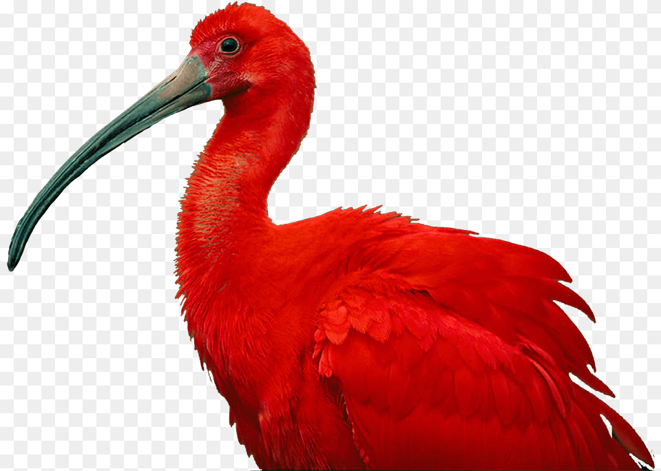The National Birds Of Trinidad Amp Tobago Scarlet Ibis Of Trinidad And Tobago, Animal, Beak, Bird, Waterfowl Png Image