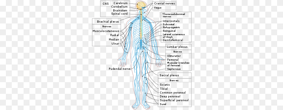 The Nervous System Nervous System, Adult, Male, Man, Person Free Png
