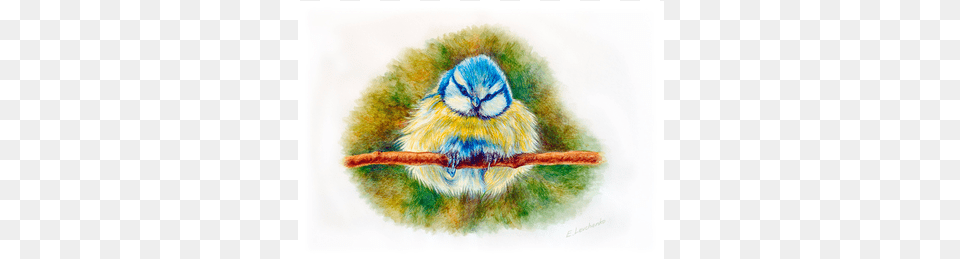 The Nestling Macaw, Animal, Bird, Jay, Bluebird Png Image