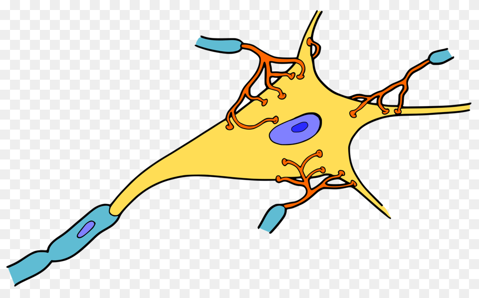 The Neuron Nervous System Cell Neuroscience, Animal, Bird Png