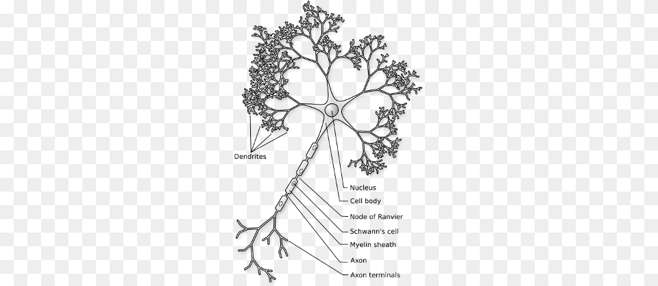 The Neuron Neuron Figure, Pattern, Accessories, Art, Fractal Free Transparent Png