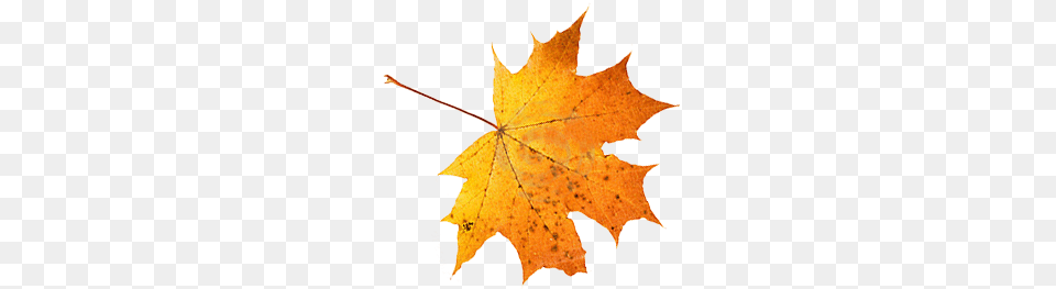 The New Code Seasonal Css Falling Leaves In Css, Leaf, Plant, Tree, Maple Leaf Png Image
