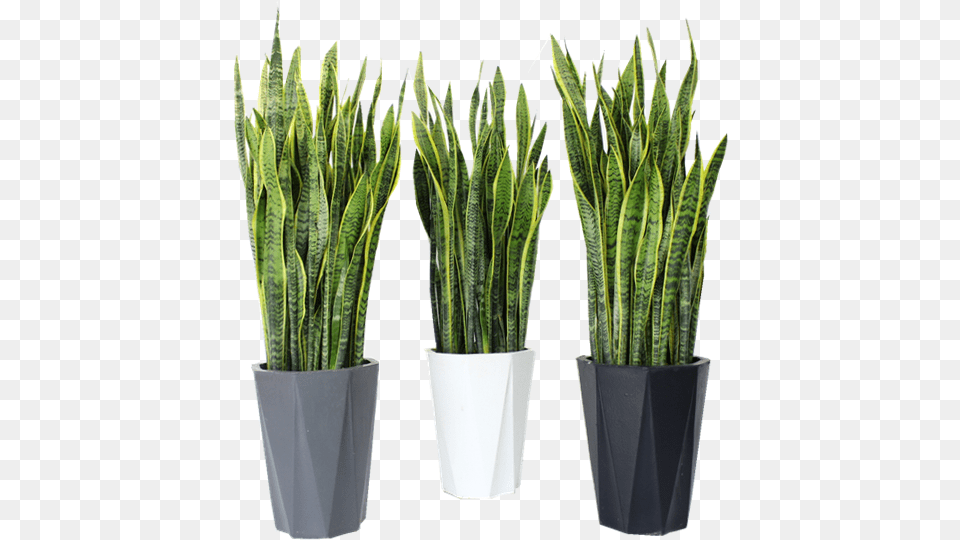 The New Concept In Large Tiger Piran Sansevieria Potted Sweet Grass, Jar, Plant, Planter, Potted Plant Png