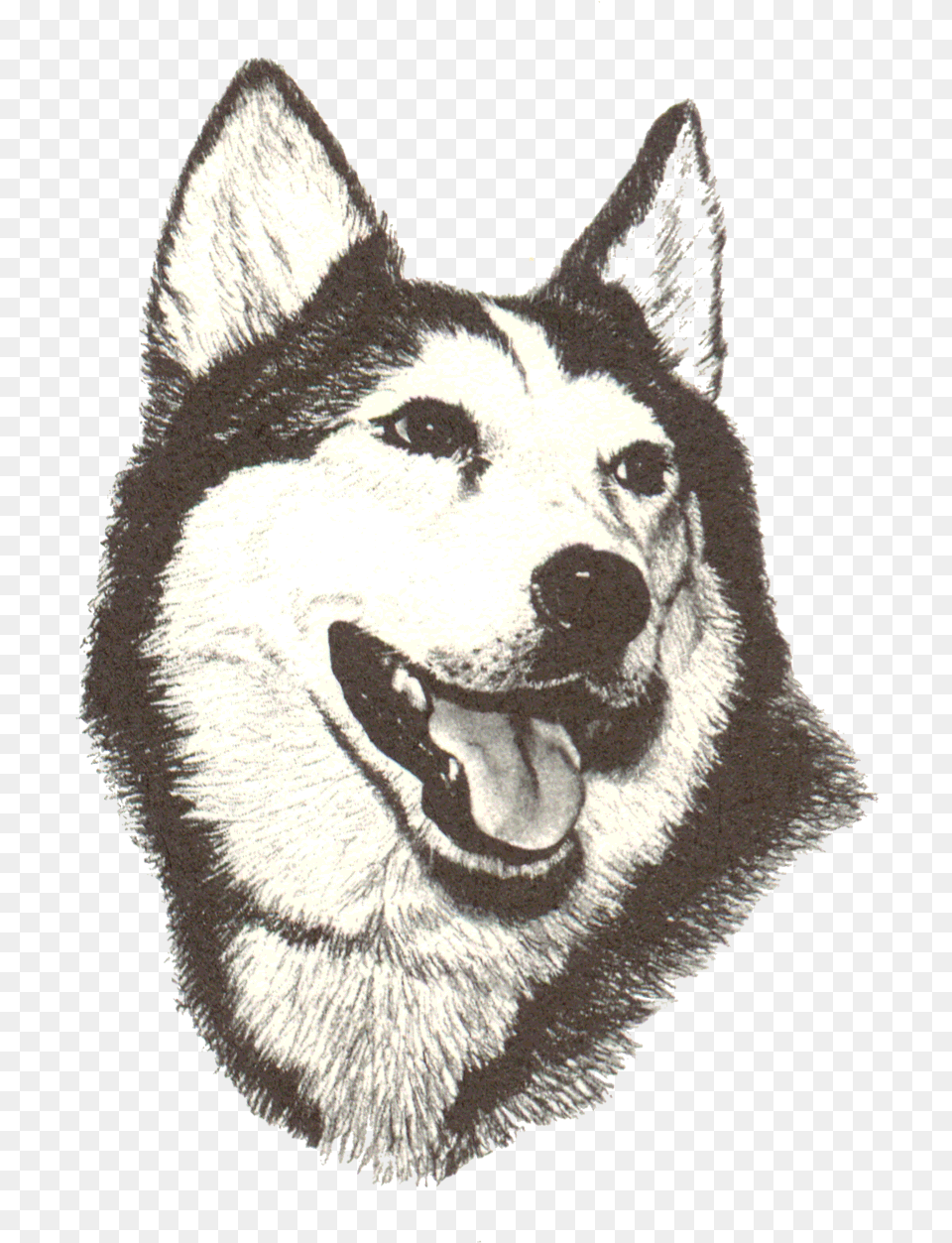 The New Holstein Huskies Scorestream New Holstein High School Mascot, Animal, Canine, Dog, Husky Png