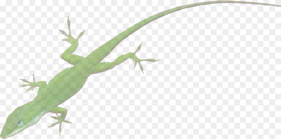 The New Southern View Ezine Talk To The Animals Anole, Animal, Reptile, Wildlife, Gecko Png