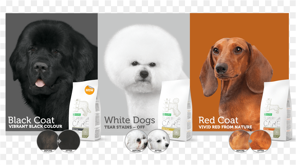 The New Superior Care Standard For White Dogs Red Companion Dog, Animal, Canine, Mammal, Pet Free Png Download