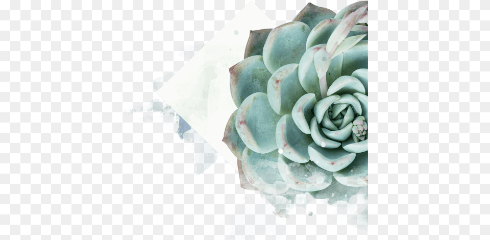 The Newest Flower Hand Succulent Plants, Plant, Dahlia Free Png Download