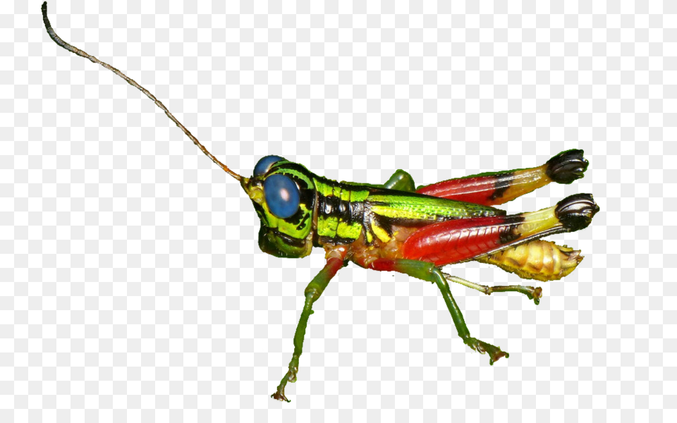 The Newest Grasshopper Stickers, Animal, Cricket Insect, Insect, Invertebrate Free Png