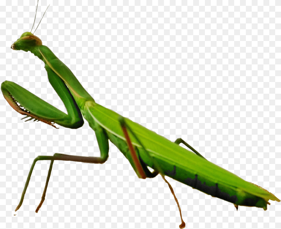 The Newest Mantis Stickers, Animal, Insect, Invertebrate Png Image