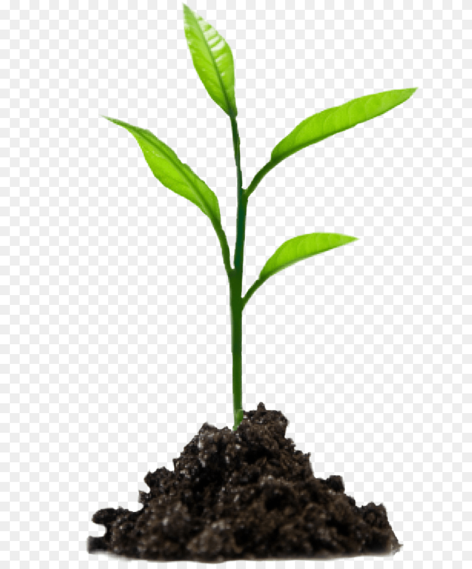 The Newest Soil Stickers, Plant, Leaf, Sprout Png