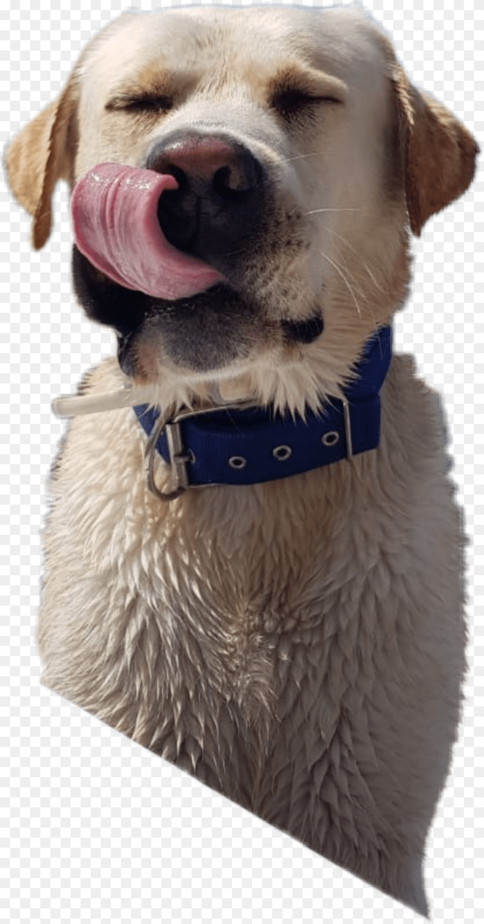 The Newest Tongueout Stickers On Picsart Stickers, Animal, Canine, Dog, Mammal Free Png