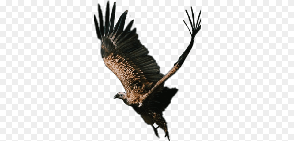 The Newest Vulture Stickers, Animal, Bird, Kite Bird, Flying Free Png Download