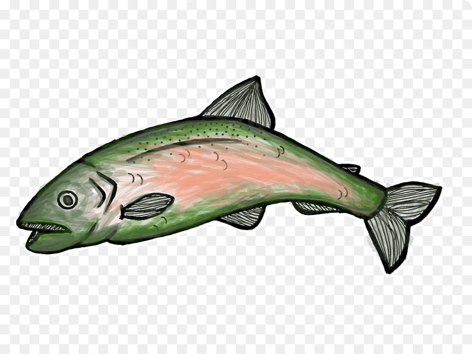 The Nooksack Salmon Enhancement Association Works To Save Local, Animal, Coho, Fish, Sea Life Png Image