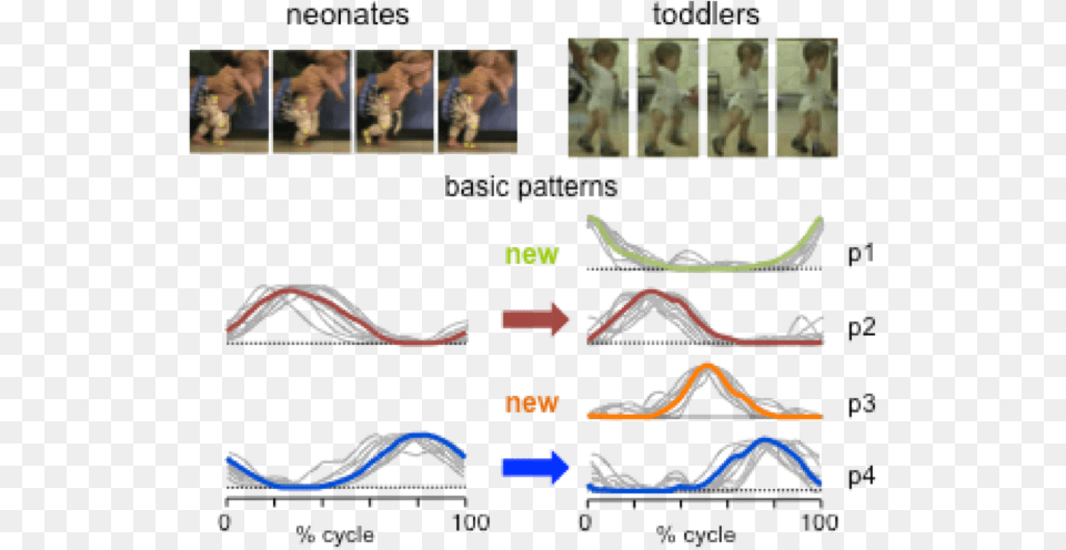 The Number Andor Type Of Basic Patterns And The Development Diagram, Person, Head, Boy, Child Free Transparent Png