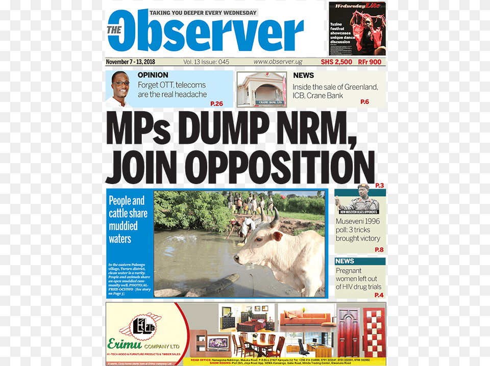 The Observer November 7 13 Flyer, Publication, Animal, Cattle, Cow Png Image