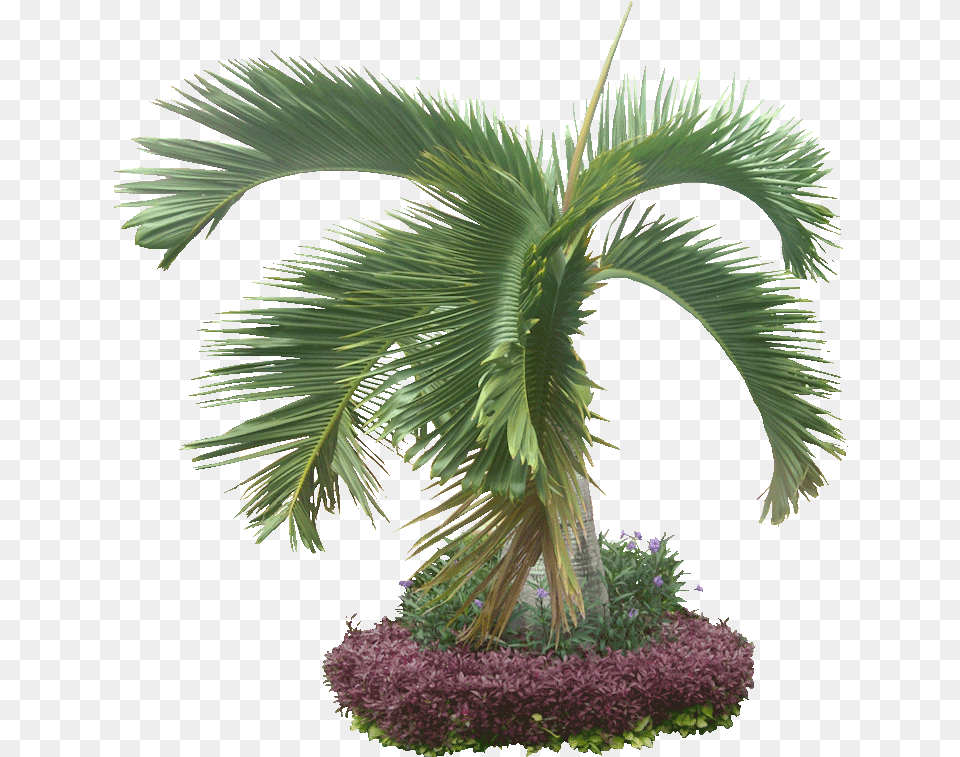 The Ocean Palm Trees Sand Free Download Sharon Dixon Transparent Jungle Plants, Palm Tree, Plant, Tree, Vegetation Png Image