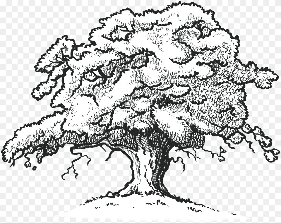 The Old Oak Tree Edenbray Scarlet Oak Tree Drawing Drawing Of A Red Oak Tree, Art, Plant, Doodle, Animal Free Png Download