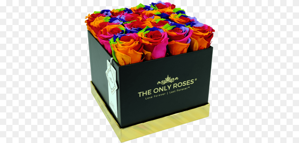 The Only Roses, Flower, Flower Arrangement, Flower Bouquet, Plant Png Image