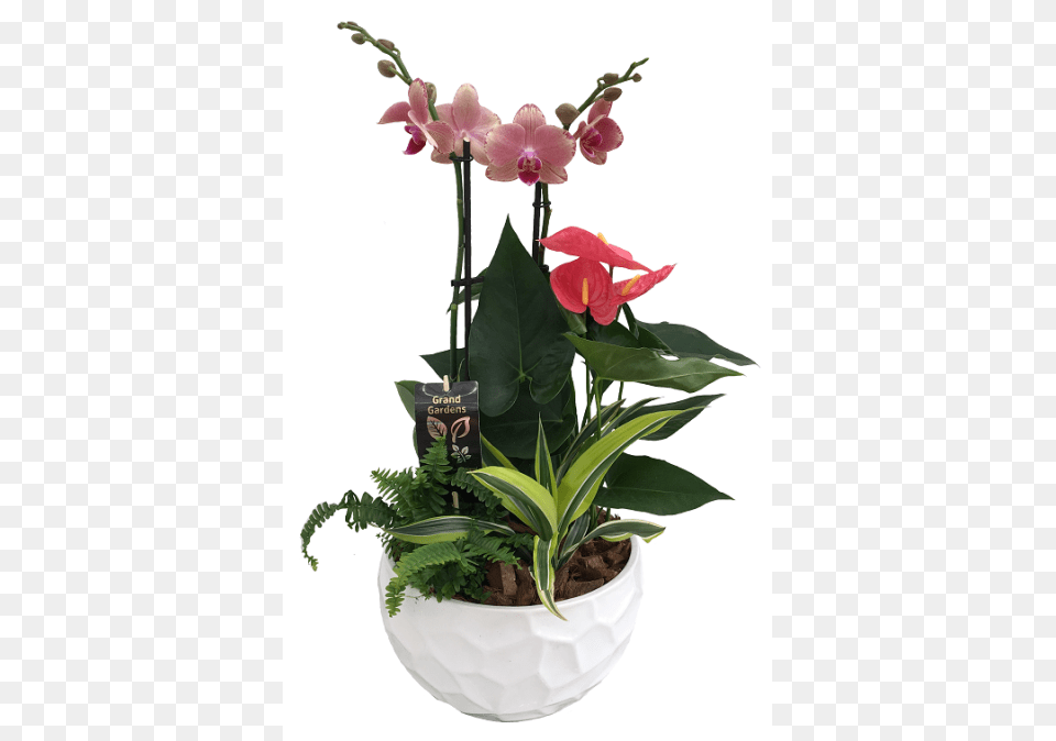 The Orchid Planter, Flower, Flower Arrangement, Ikebana, Plant Free Png Download