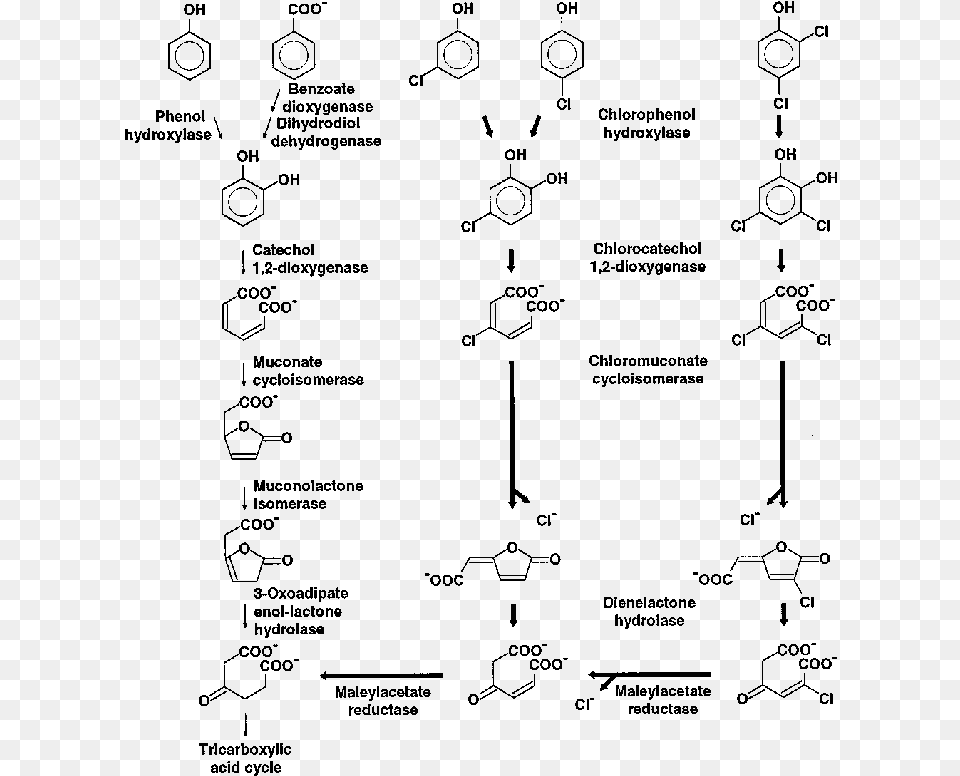 The Ordinary 3 Oxoadipate Pathway And Oxoadipate Pathway, Gray Free Png Download