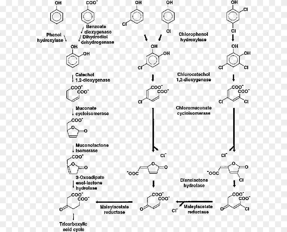 The Ordinary 3 Oxoadipate Pathway Thin Arrows And Diagram, Gray Png