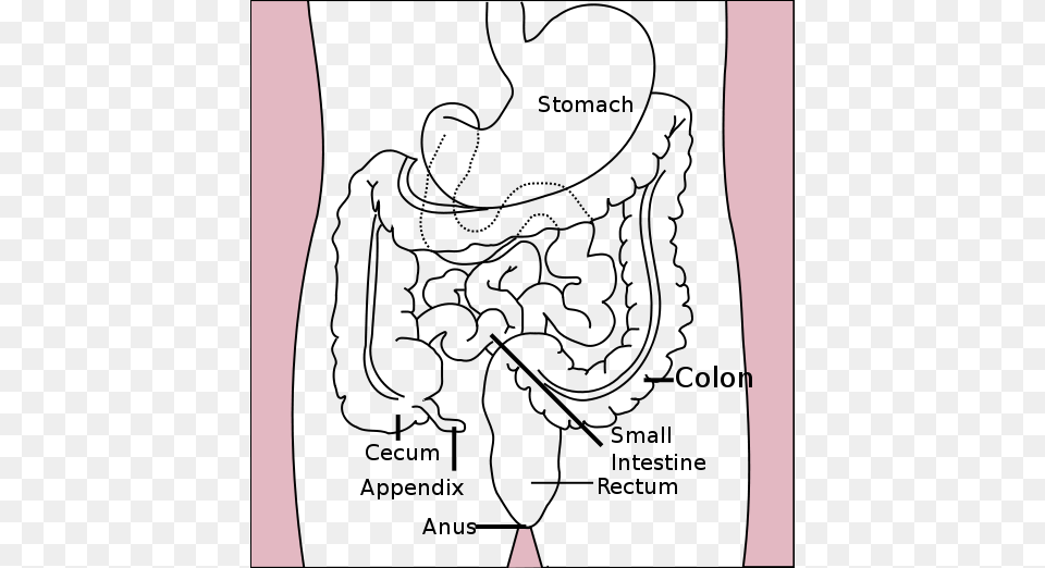 The Organs Of The Lower Digestive Does Appendix Do, Silhouette, Adult, Male, Man Png Image