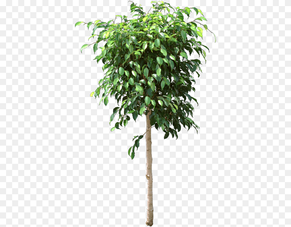 The Original Indoor Ficus Ficus Benjamina Lost Leaves Ficus Tree, Leaf, Plant, Potted Plant Png