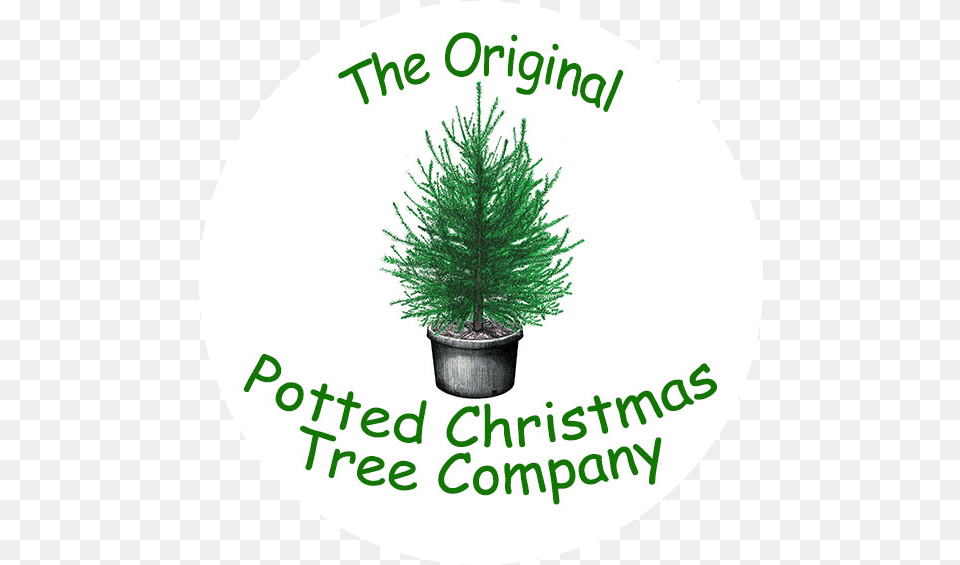 The Original Potted Christmas Tree Company Christmas, Conifer, Pine, Plant, Potted Plant Free Png