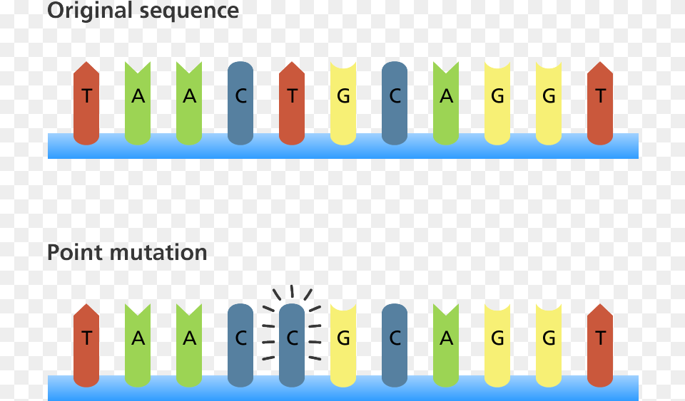 The Original Sequence Reads Taactgc Mutation Biology, Scoreboard, Number, Symbol, Text Free Png Download