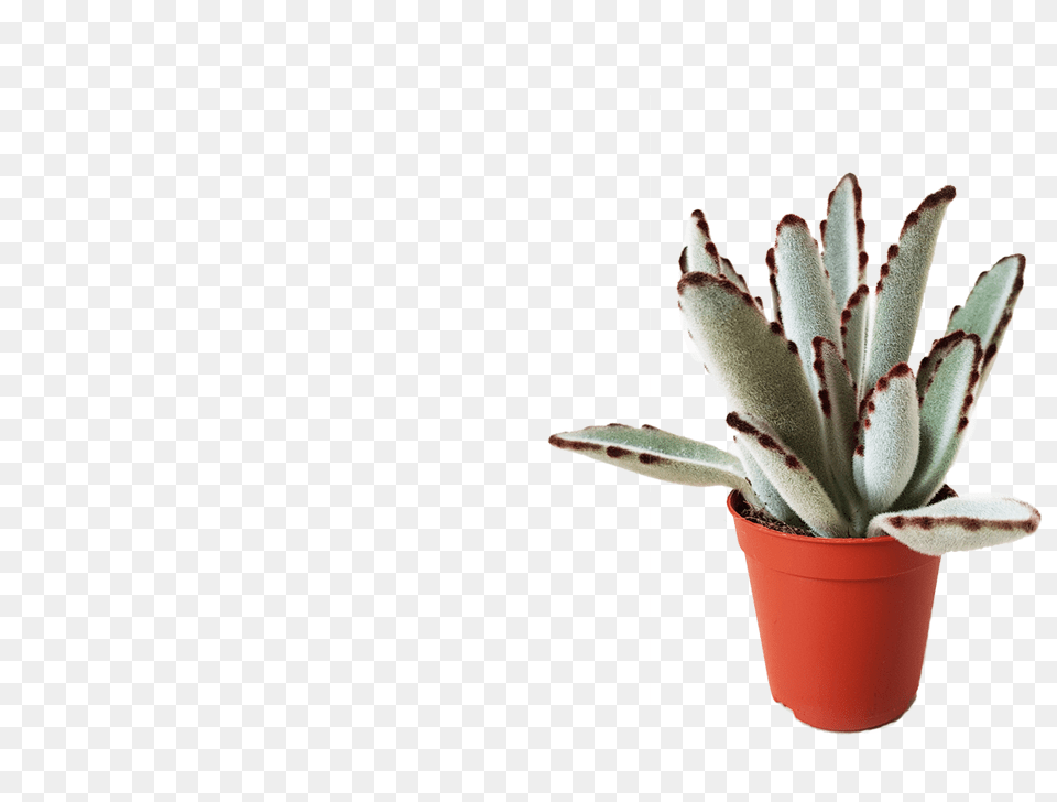 The Orijean The Wild, Plant, Potted Plant, Aloe Png