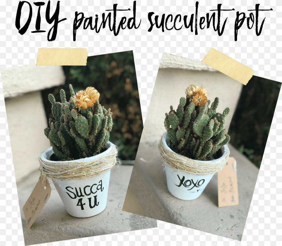 The Other Amazing Thing I Came Across Succulent Puns Hedgehog Cactus, Plant, Potted Plant Png