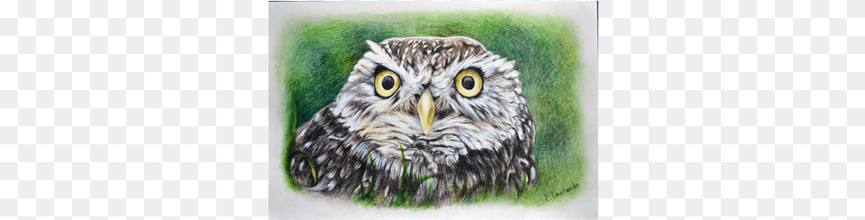 The Owl Peeping Out Of Grass Accipitriformes, Animal, Bird, Art, Beak Png Image