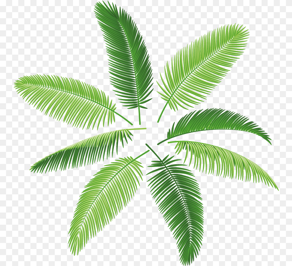 The Palm Plant Print, Fern, Green, Leaf, Tree Free Png Download